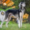 Black And White Saluki Diamond Painting