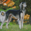 Black And White Saluki Diamond Painting