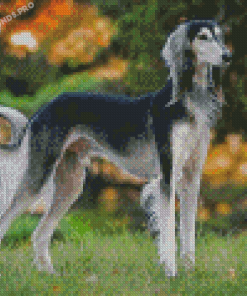 Black And White Saluki Diamond Painting