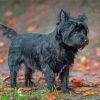 Black Cairn Terrier Dog Diamond Painting