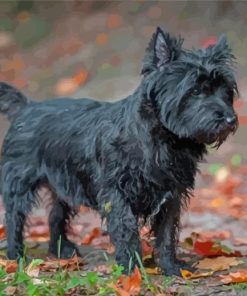 Black Cairn Terrier Dog Diamond Painting