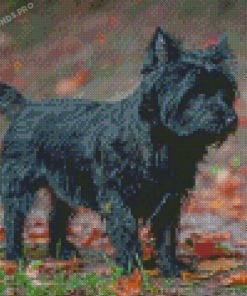 Black Cairn Terrier Dog Diamond Painting