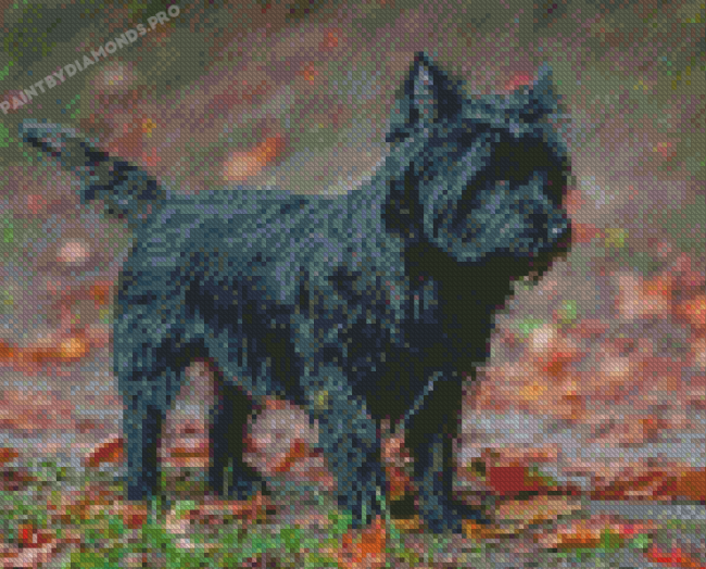 Black Cairn Terrier Dog Diamond Painting