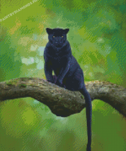 Black Jaguar Diamond Paintings