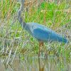 Blue Crane Bird Diamond Paintings