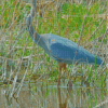 Blue Crane Bird Diamond Paintings