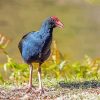 Blue Pukeko Bird Diamond Painting