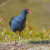 Blue Pukeko Bird Diamond Painting