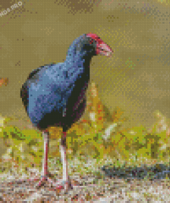 Blue Pukeko Bird Diamond Painting