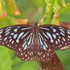 Blue Tiger Butterfly Insect Diamond Painting