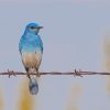 Bluebird On Wire Diamond Painting