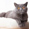 British Shorthair Animal Diamond Painting