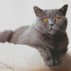 British Shorthair Animal Diamond Painting