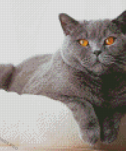 British Shorthair Animal Diamond Painting