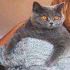 British Shorthair Diamond Painting