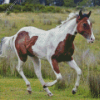 Brown And White Horse Diamond Paintings