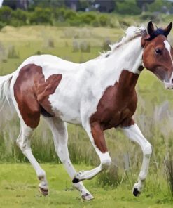 Brown And White Horse Diamond Paintings