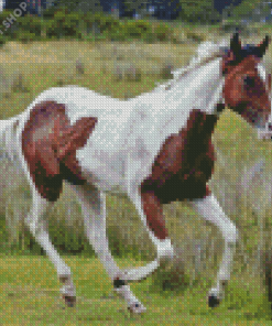 Brown And White Horse Diamond Paintings