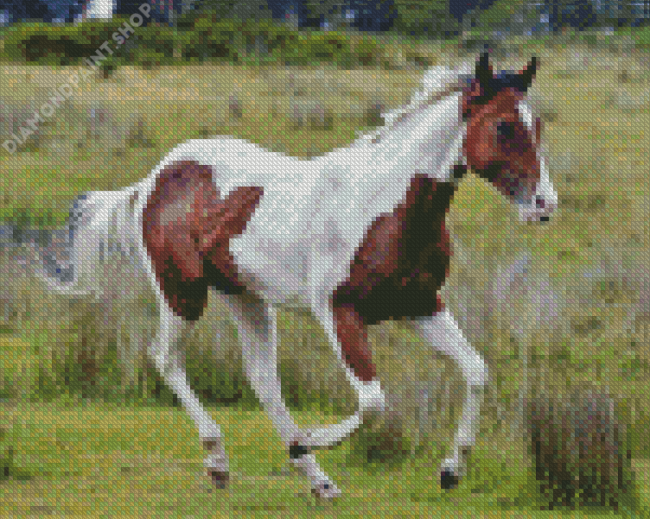 Brown And White Horse Diamond Paintings