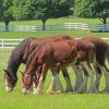 Brown Clydesdales In Farm Diamond Painting