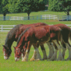 Brown Clydesdales In Farm Diamond Painting