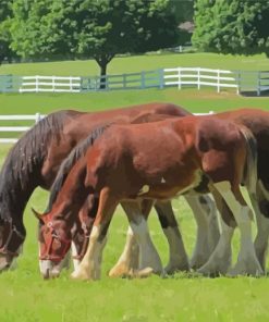 Brown Clydesdales In Farm Diamond Painting