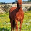 Brown Mare Horse In Field Diamond Paintings