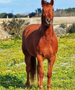 Brown Mare Horse In Field Diamond Paintings