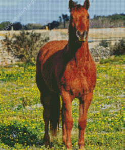 Brown Mare Horse In Field Diamond Paintings