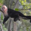 Capuchin Monkey On Branch Diamond Painting