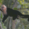 Capuchin Monkey On Branch Diamond Painting