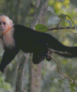 Capuchin Monkey On Branch Diamond Painting