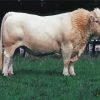 Charolais Cattle Diamond Painting