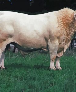 Charolais Cattle Diamond Painting