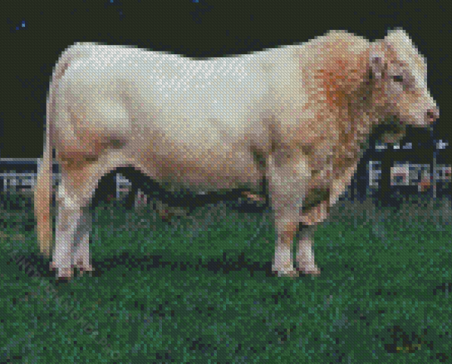 Charolais Cattle Diamond Painting