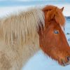 Close Up Icelandic Horse With Blue Eyes Diamond Painting