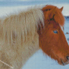 Close Up Icelandic Horse With Blue Eyes Diamond Painting