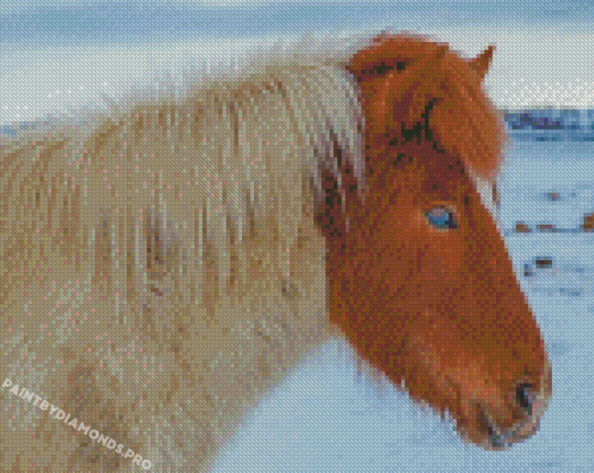 Close Up Icelandic Horse With Blue Eyes Diamond Painting