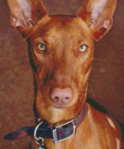 Close Up Pharaoh Hound Diamond Painting