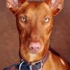 Close Up Pharaoh Hound Diamond Painting