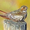 Common Nighthawk Bird Diamond Paintings