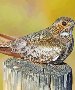 Common Nighthawk Bird Diamond Paintings