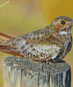 Common Nighthawk Bird Diamond Paintings