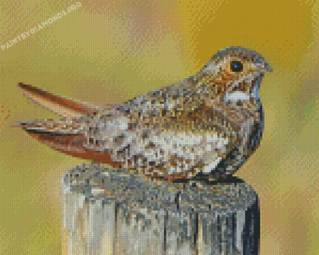 Common Nighthawk Bird Diamond Paintings