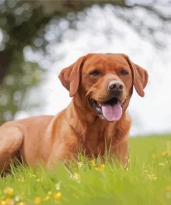 Cool Fox Red Labs Diamond Painting