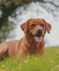 Cool Fox Red Labs Diamond Painting