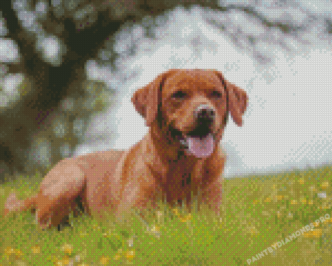 Cool Fox Red Labs Diamond Painting