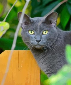 Dark Grey Korat Cat Diamond Painting