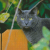 Dark Grey Korat Cat Diamond Painting