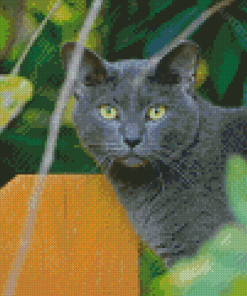 Dark Grey Korat Cat Diamond Painting